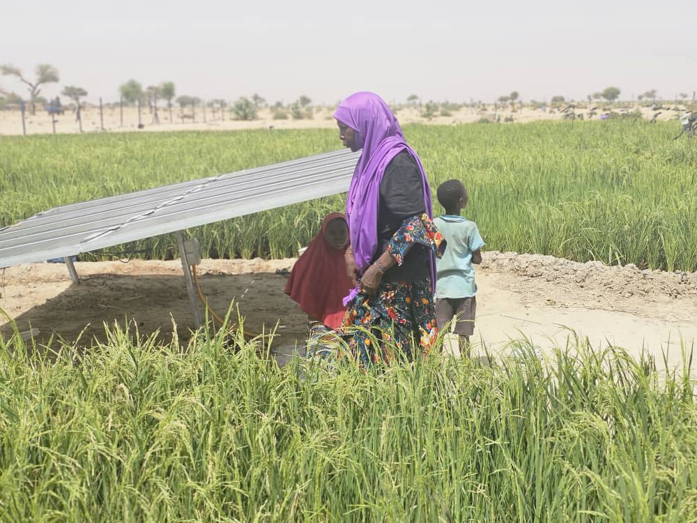 Région de Diffa : Le site maraîcher de Gueskérou, un modèle de résilience et d'autonomisation au féminin